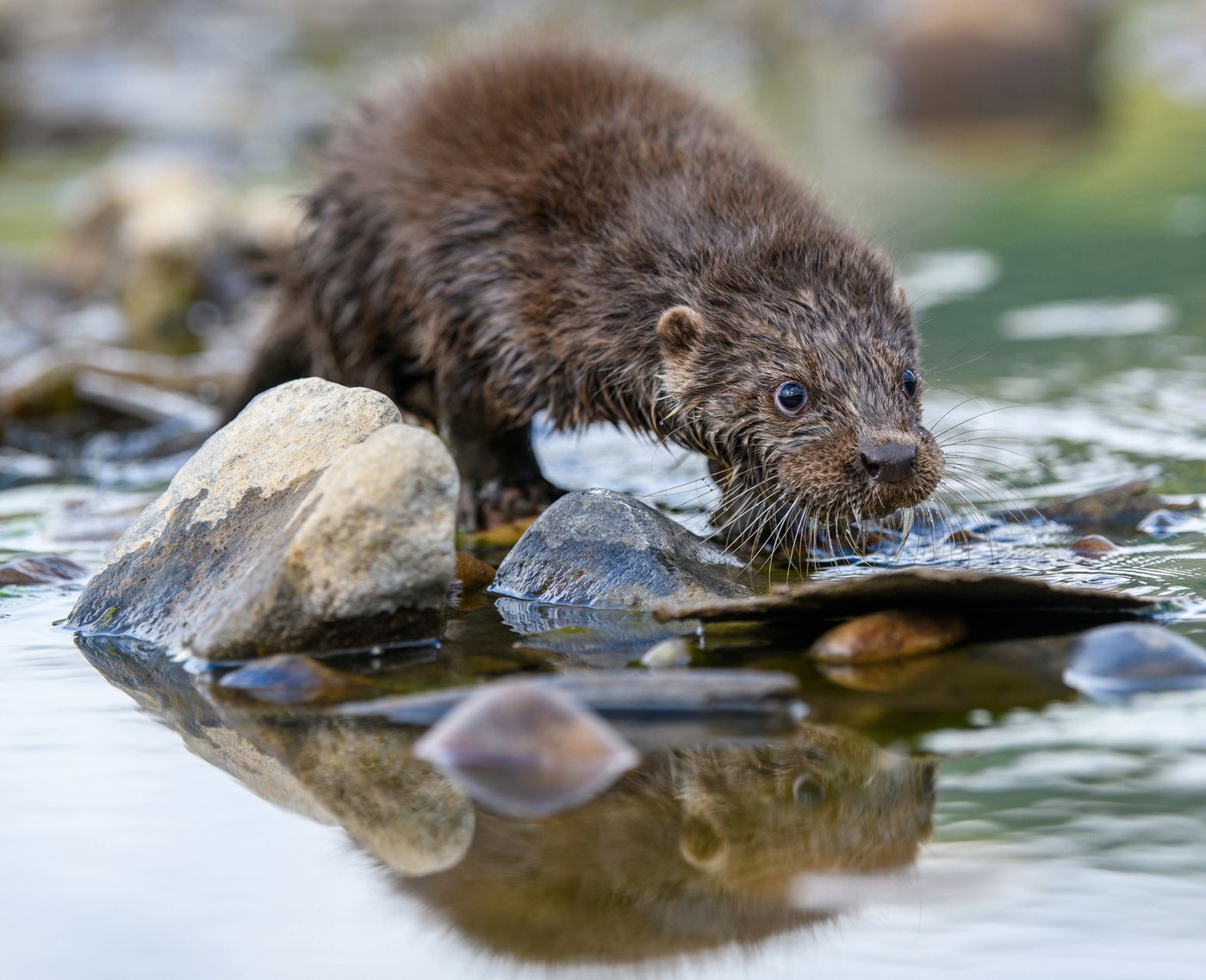 A wild Eurasian otter at the water's edge, representing the living nature recorded across Wild Counties